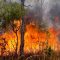 Видеонаблюдение поможет в борьбе с лесными пожарами